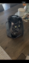 Lost Female Cat last seen Country club ave, Yuba County, CA 95961
