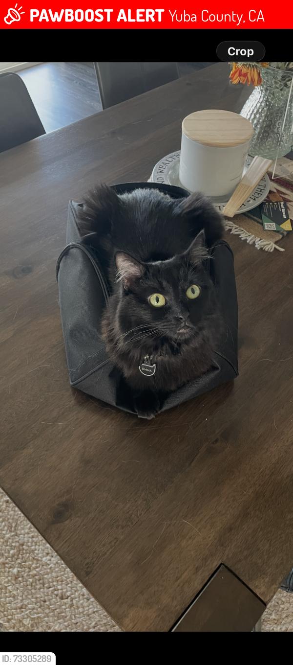Lost Female Cat last seen Country club ave, Yuba County, CA 95961