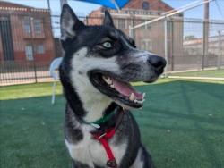 Shelter Stray Female Dog last seen , 3201 Lacy St, Los Angeles, CA 90031, USA