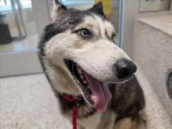 Shelter Stray Female Dog last seen , 3201 Lacy St, Los Angeles, CA 90031, USA