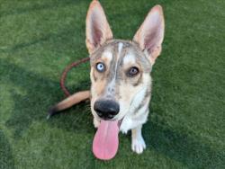 Shelter Stray Male Dog last seen , 3201 Lacy St, Los Angeles, CA 90031, USA