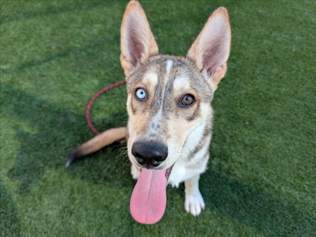 Shelter Stray Male Dog last seen , 3201 Lacy St, Los Angeles, CA 90031, USA