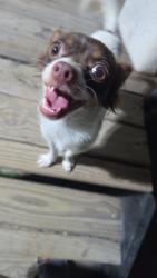 Reunited Male Dog last seen Milledgeville rd, Augusta, GA 30906