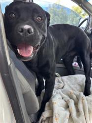 Shelter Stray Male Dog last seen PLAZA AVE & TRACTON AVE, 2127 Front St, Sacramento, CA 95818, USA