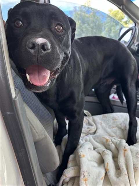 Shelter Stray Male Dog last seen PLAZA AVE & TRACTON AVE, 2127 Front St, Sacramento, CA 95818, USA