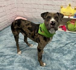 Shelter Stray Male Dog last seen Near BLOCK LYNDON ST, DETROIT, MI 48223, 7401 Chrysler Dr, Detroit, MI 48211, USA