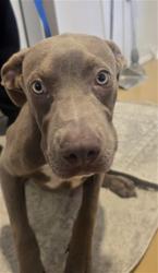 Shelter Stray Male Dog last seen MOUNTAIN VIEW AND WABASH, 333 Chandler Pl, San Bernardino, CA 92408, USA