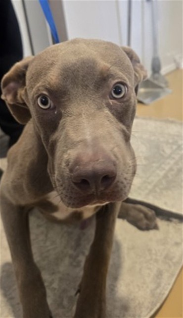 Shelter Stray Male Dog last seen MOUNTAIN VIEW AND WABASH, 333 Chandler Pl, San Bernardino, CA 92408, USA