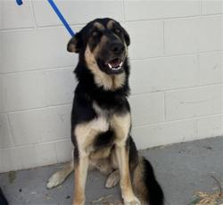 Shelter Stray Male Dog last seen Near BLOCK 5TH ST, 333 Chandler Pl, San Bernardino, CA 92408, USA