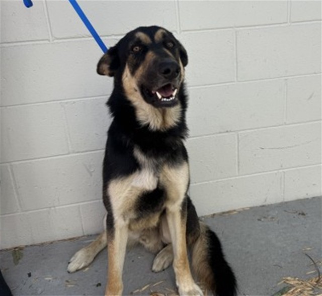 Shelter Stray Male Dog last seen Near BLOCK 5TH ST, 333 Chandler Pl, San Bernardino, CA 92408, USA