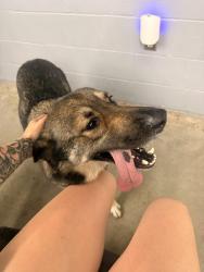 Reunited Female Dog last seen Hey 59 Auto Repair, Fayetteville, NC 28304