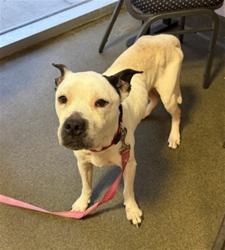 Shelter Stray Male Dog last seen VERA DR, 2020 Forest St, Jacksonville, FL 32204, USA