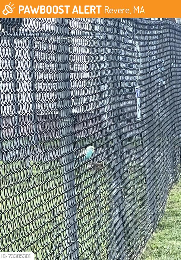 Found/Stray Unknown Bird last seen Newhall st, Revere, MA 02151