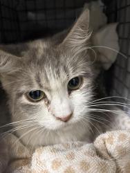 Shelter Stray Female Cat last seen E GOWAN RD & N WALNUT RD, 655 N Mojave Rd, Las Vegas, NV 89101, USA