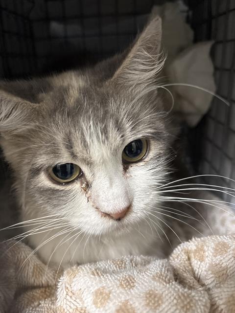 Shelter Stray Female Cat last seen E GOWAN RD & N WALNUT RD, 655 N Mojave Rd, Las Vegas, NV 89101, USA