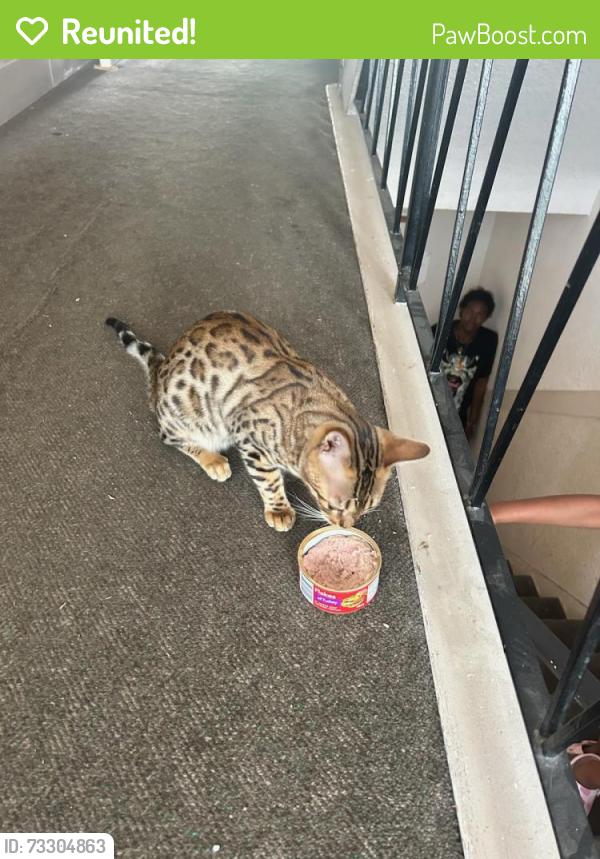 Reunited Unknown Cat last seen Salisbury and Elwell, Burnaby, BC V5E 2Z7