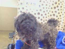 Shelter Stray Male Dog last seen BAKER AVE/ 48TH ST, 95820, 3839 Bradshaw Rd, Sacramento, CA 95827, USA