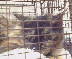 Shelter Stray Female Cat last seen BELL ST/ WYDA WY, 95825, 3839 Bradshaw Rd, Sacramento, CA 95827, USA