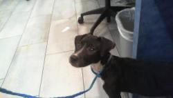 Shelter Stray Female Dog last seen CHARLOTTE, 8315 Byrum Dr, Charlotte, NC 28217, USA