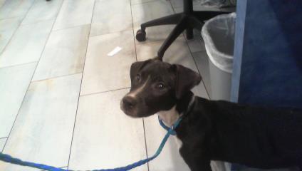 Shelter Stray Female Dog last seen CHARLOTTE, 8315 Byrum Dr, Charlotte, NC 28217, USA