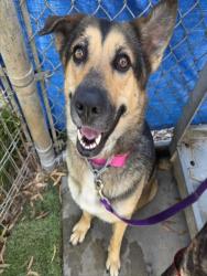 Shelter Stray Female Dog last seen , 1850 W 60th St, Los Angeles, CA 90047, USA
