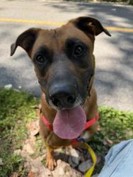 Shelter Stray Male Dog last seen Near, 2600 S Harding St, Indianapolis, IN 46221, USA