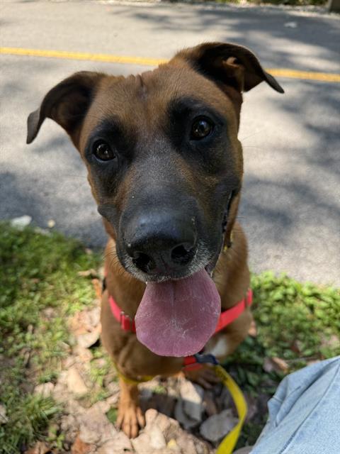 Shelter Stray Male Dog last seen Near, 2600 S Harding St, Indianapolis, IN 46221, USA