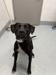 Shelter Stray Male Dog last seen Near, 2600 S Harding St, Indianapolis, IN 46221, USA