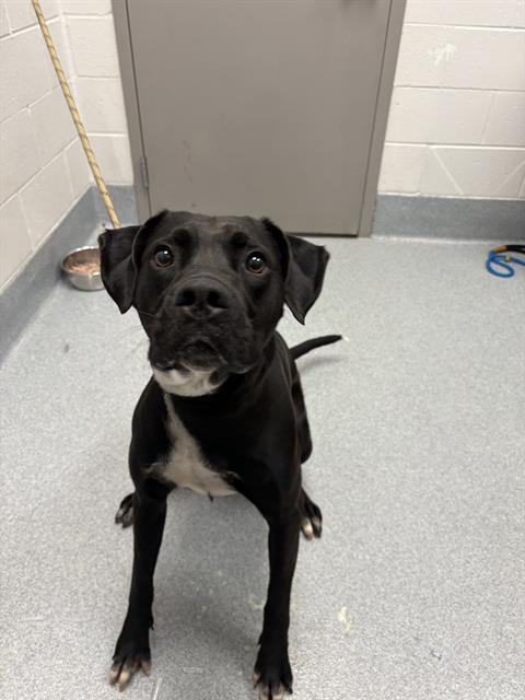 Shelter Stray Male Dog last seen Near, 2600 S Harding St, Indianapolis, IN 46221, USA