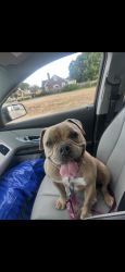 Found/Stray Female Dog last seen Greenfield, Oak Park, MI 48237