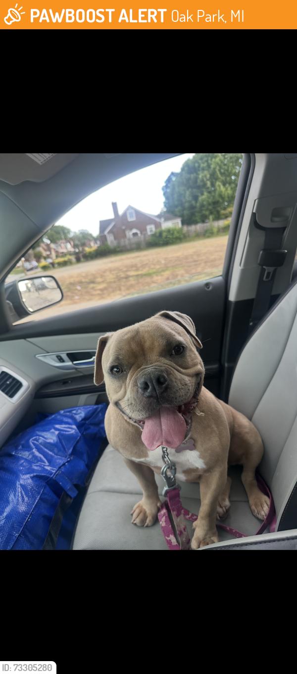 Found/Stray Female Dog last seen Greenfield, Oak Park, MI 48237