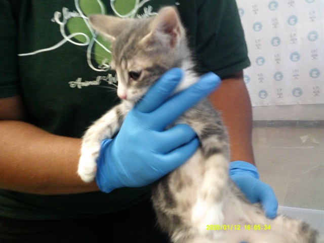 Shelter Stray Female Cat last seen Near BLOCK S MAY, ABANDONED, 2811 SE 29th St, Oklahoma City, OK 73129, USA