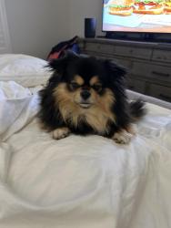 Reunited Female Dog last seen Near Gulf Shore Blvd. N. unit 52, Naples, FL 34103