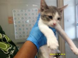 Shelter Stray Female Cat last seen , 2811 SE 29th St, Oklahoma City, OK 73129, USA
