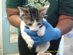 Shelter Stray Male Cat last seen , 2811 SE 29th St, Oklahoma City, OK 73129, USA