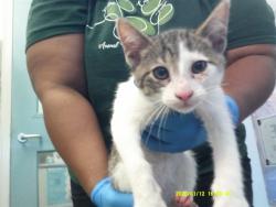 Shelter Stray Male Cat last seen , 2811 SE 29th St, Oklahoma City, OK 73129, USA