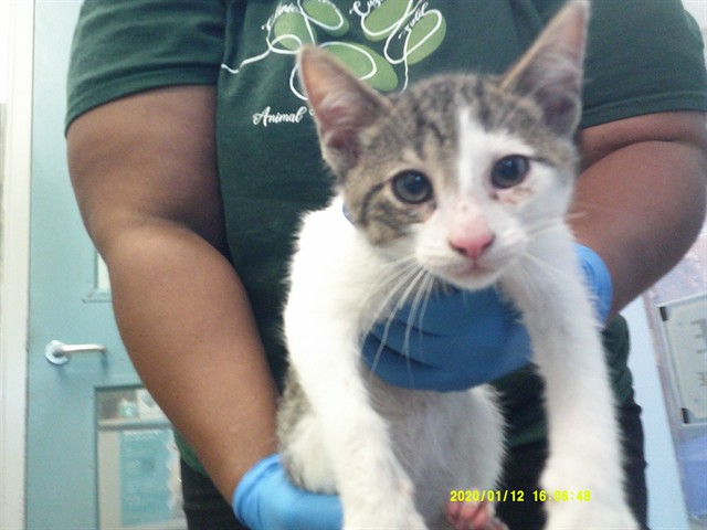 Shelter Stray Male Cat last seen , 2811 SE 29th St, Oklahoma City, OK 73129, USA