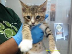 Shelter Stray Male Cat last seen Near BLOCK S MAY, ABANDONED IN KENNEL, 2811 SE 29th St, Oklahoma City, OK 73129, USA