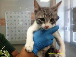 Shelter Stray Female Cat last seen , 2811 SE 29th St, Oklahoma City, OK 73129, USA