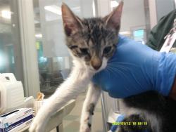 Shelter Stray Female Cat last seen , 2811 SE 29th St, Oklahoma City, OK 73129, USA