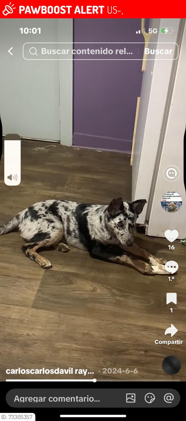 Lost Female Dog last seen Sur carolina, US-25,  30906