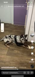 Lost Female Dog last seen Sur carolina, US-25,  30906