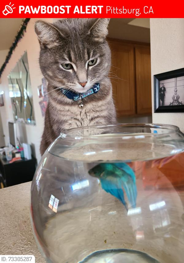 Lost Female Cat last seen Portico dr, Pittsburg, CA 94565