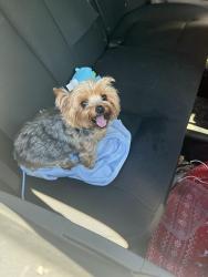 Found/Stray Female Dog last seen Near fox chase rd, Felton, DE 19943