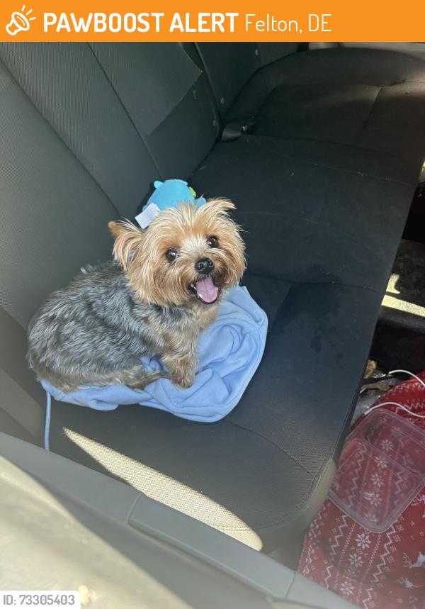 Found/Stray Female Dog last seen Near fox chase rd, Felton, DE 19943