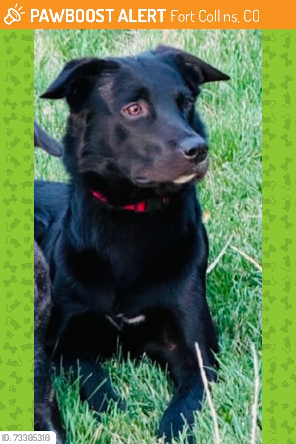 Found/Stray Male Dog last seen Harmony and Taft Hill Rd, Fort Collins, CO 80526