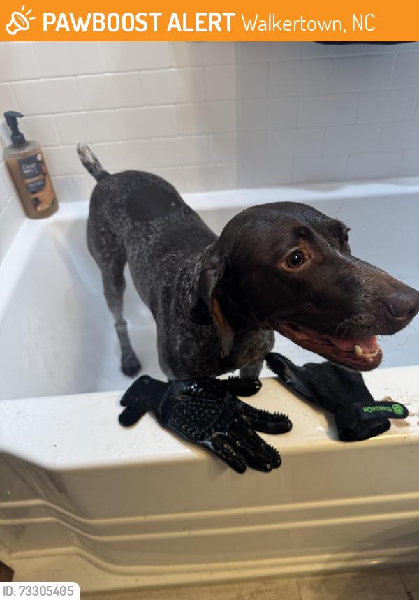 Found/Stray Female Dog last seen Old Belows Creek & Williston Rd, Walkertown, NC 27051