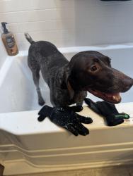 Found/Stray Female Dog last seen Old Belows Creek & Williston Rd, Walkertown, NC 27051