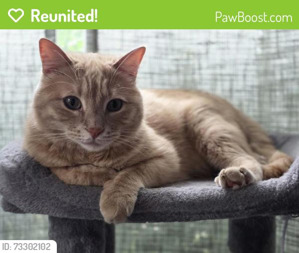 Reunited Male Cat last seen Broadwieu, Parma, OH 44134