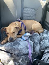 Lost Female Dog last seen West st., Charlottesville, VA 22903